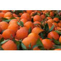 Mandarin Small Packing In Carton Baby Fresh Mandarin Orange